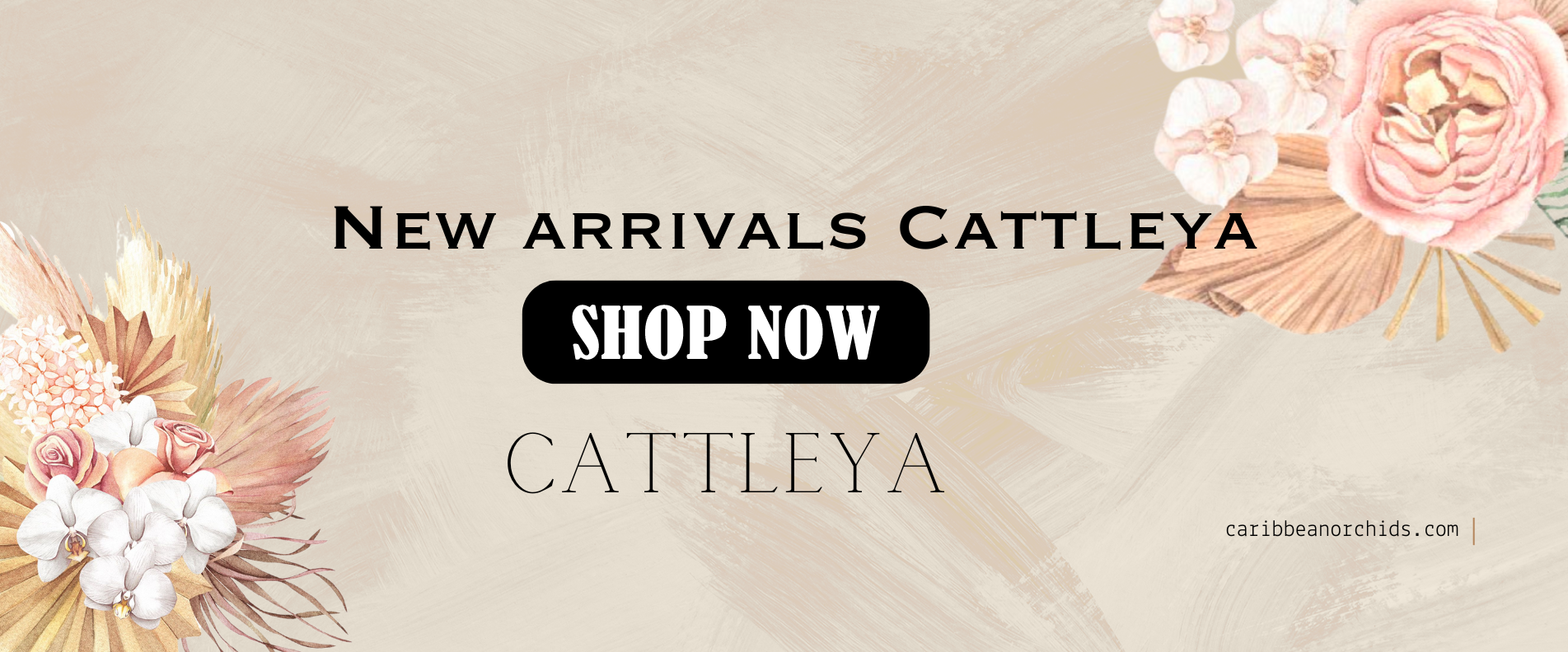 Cattleya-Banner